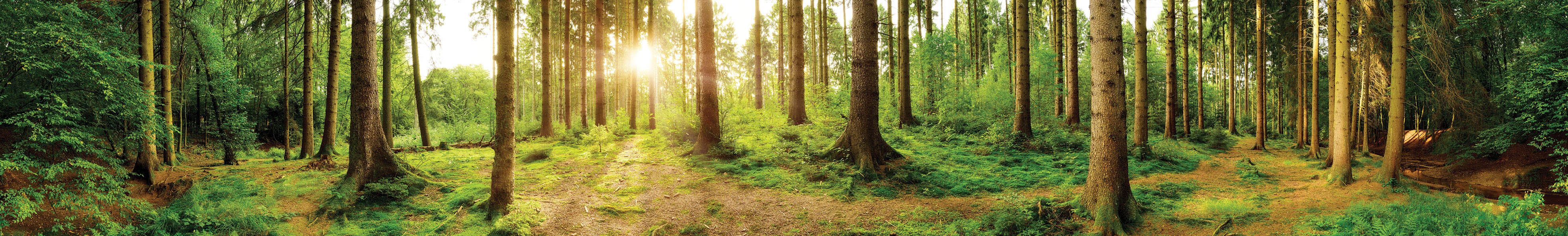 Customise your - Sonnenstrahlen im Wald